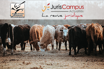 #m2ip – Groupe recherche – L’investissement dans un cheptel de vaches